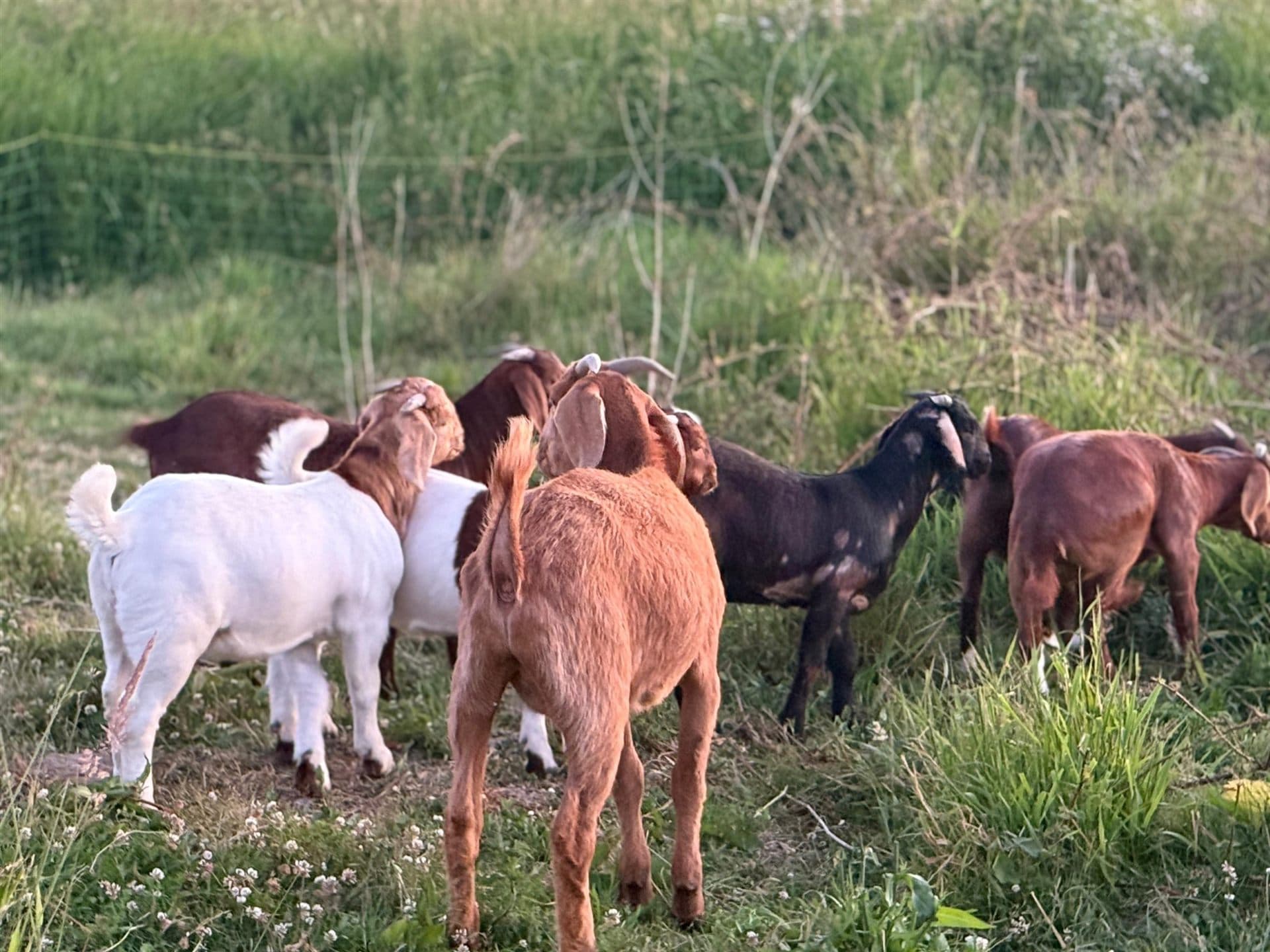 The herd: Boer and Nubian goats grazing together on open pasture at golden hour
