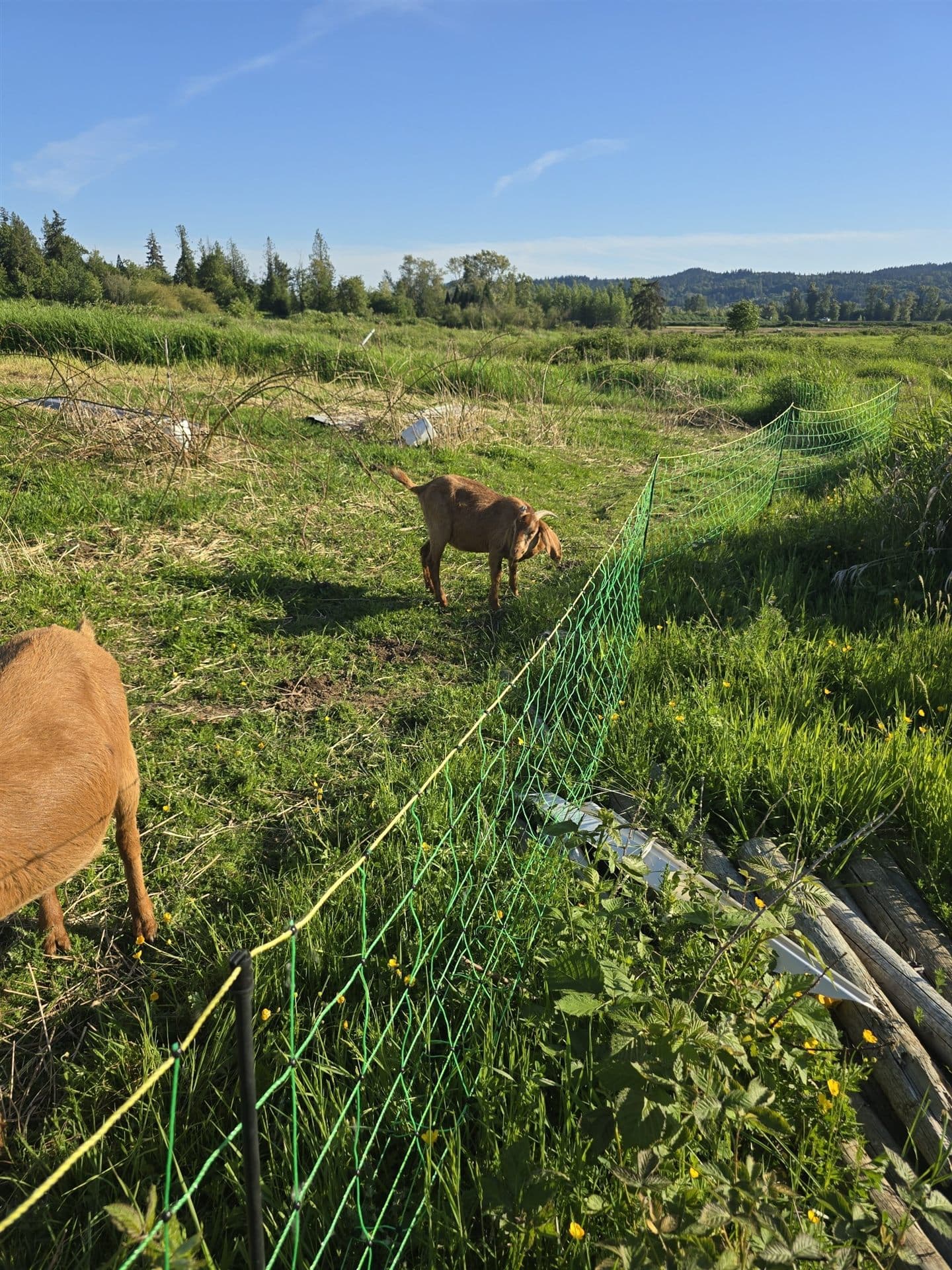 The open Snohomish pasture on a clear morning, goats grazing in the distance