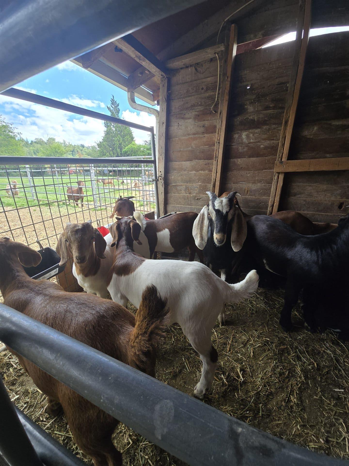 Goats inside the open-sided shelter, pasture visible beyond the gate